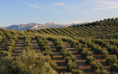 Olivos en la Sierra de Cazorla