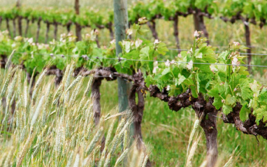 El sistema de plantación de las viñas