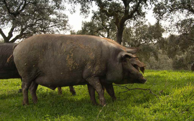 Cada cerdo tiene a su disposición una superficie de 3 hectáreas