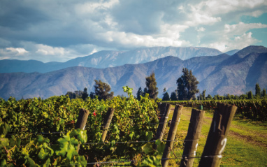 Paisaje de viñedos de Chile con cordillera de fondo