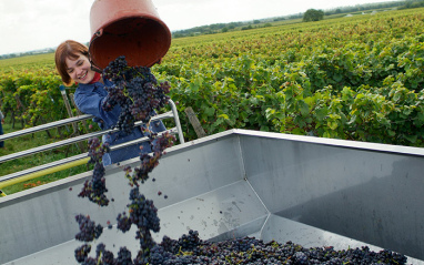 Vertiendo las uvas vendimiadas a la tolva 