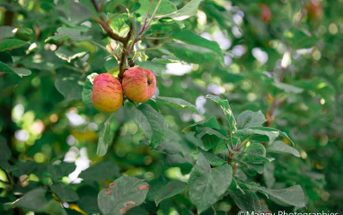 La propiedad cuenta con más de 60 variedades de manzana
