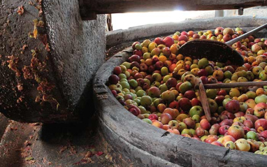 Las manzanas antes de su prensado