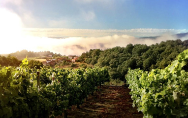 Viñedos
