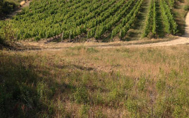 Viñedos de Domaine de la Madone