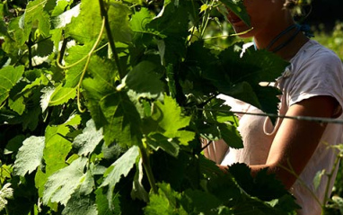 Domaine d’Aussières