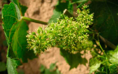 La uva en flor