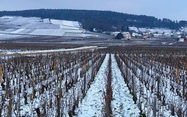 Viñedos nevados