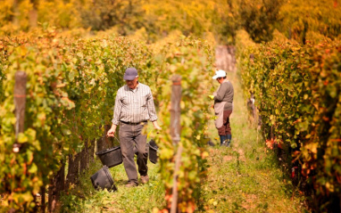 Viñedos de Domaine Weinbach