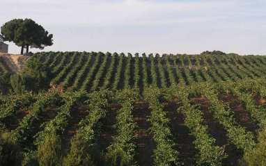 Viñedo