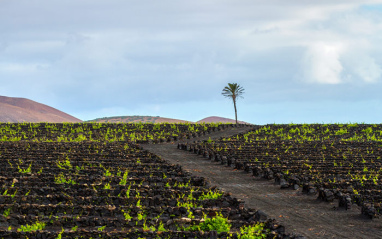 Bodega El Grifo