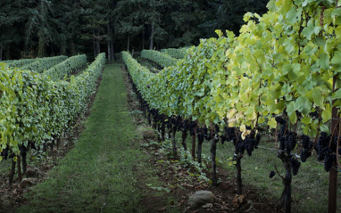 Las viñas de Chardonnay y Pinot Noir conviven en el viñedo Seven Springs.