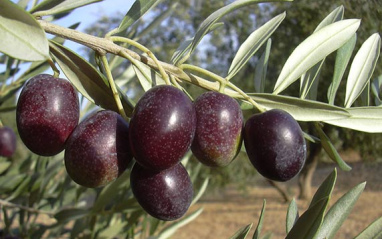 Aceitunas de la variedad Arróniz