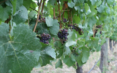 Pinot noir es la variedad estrella de la bodega.