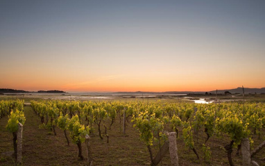 Viñedo al atardecer