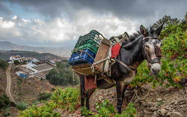 Uso de tracción animal para las labores del viñedo.