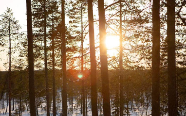 Bosque finlandés