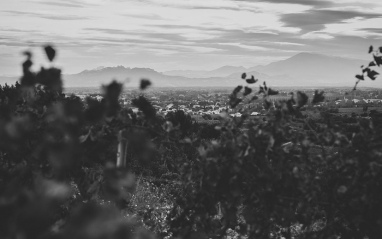 Vista desde el viñedo