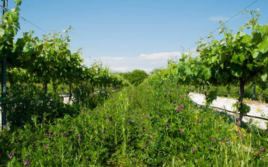 La cubierta vegetal de las viñas en el pago El Forlón