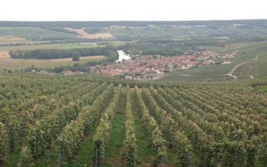 Viñedo de Georges Laval