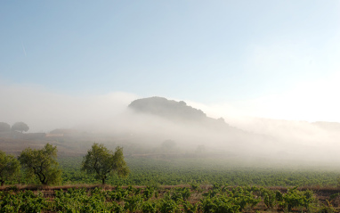 Las nubes bajas en el viñedo