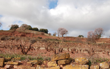 Perspectiva del viñedo