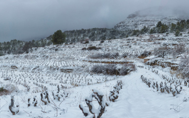 Viñedo nevado