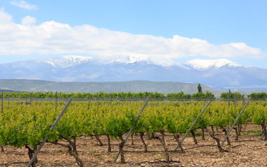 La bodega cultiva variedades nacionales e internacionales.