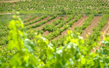 Viñedo en verano