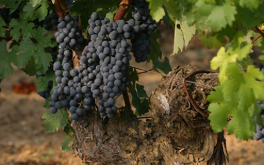 Racimos de uvas tintas