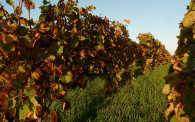 Viñedos de Huré Frères