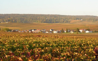 Panorámica de los viñedos