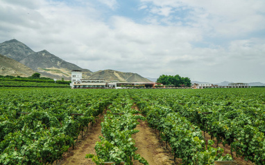 El edificio de la bodega en medio de la viña