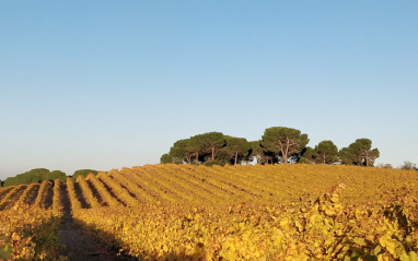 Vista del viñedo de Javier Ruiz