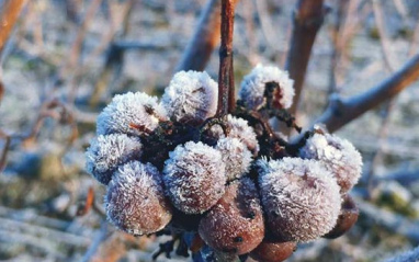 Uvas tras una helada