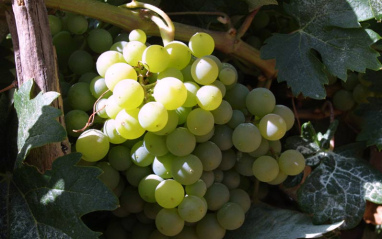 Uva blanca
