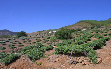 Viñas en Tenerife