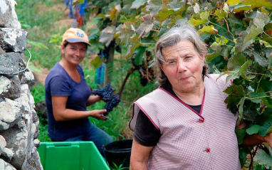 Vendimia en el viñedo