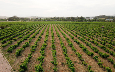Vista de los viñedos 