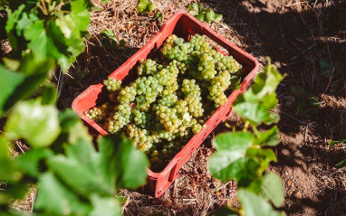 Momento de la vendimia