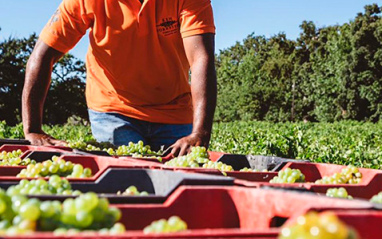 Momento de la vendimia