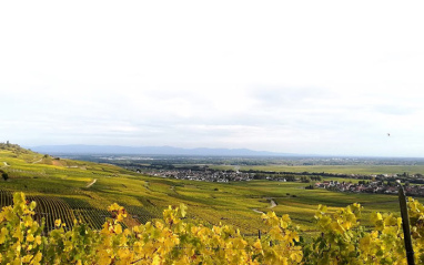 Las viñas de Domaine Kirrenbourgen disfrutan de un clima continental y soleado