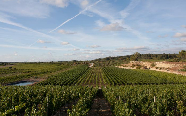 Vista de los viñedos