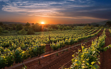 Viñas de Ktima Tselepos