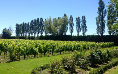 Terrenos colindantes al château