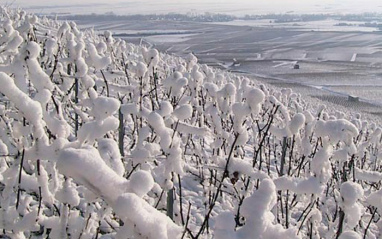 Viñedo nevado
