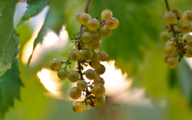 Racimo de uva en una de los viñedos de la La Roncaia