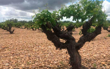 Las viñas de Las Calzadas crecen sobre un terruño privilegiado