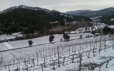 Viñedo nevado