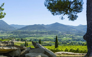 Viñedos de Cellier des Dauphins 